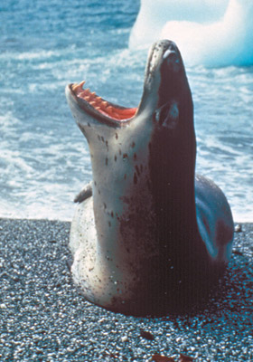 Leopard seal